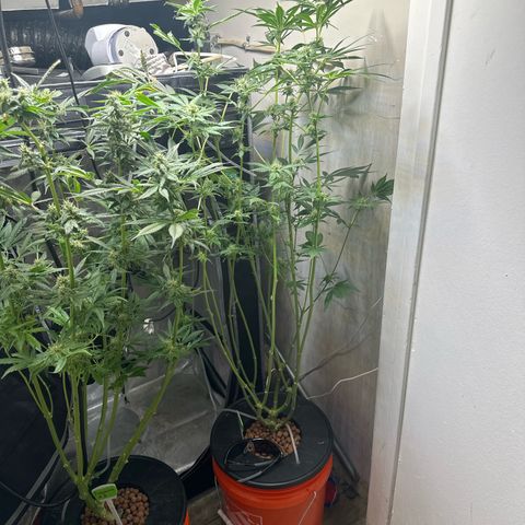 Fuegisima #6 growlog timeline photo