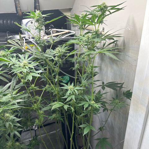 Fuegisima #6 growlog timeline photo