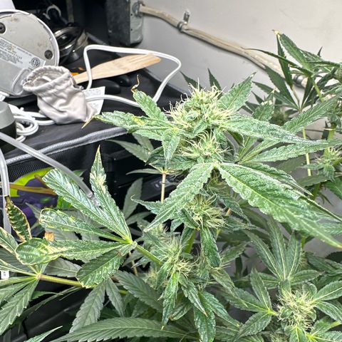 Fuegisima #6 growlog timeline photo