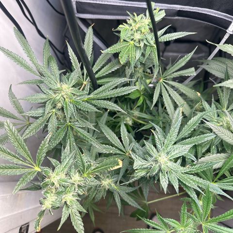 Fuegisima #5 growlog timeline photo