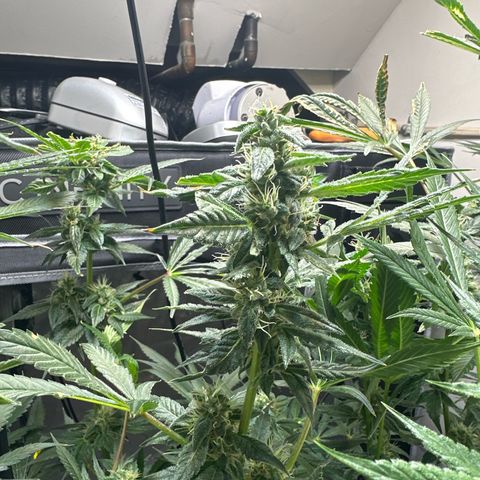 Fuegisima #5 growlog timeline photo