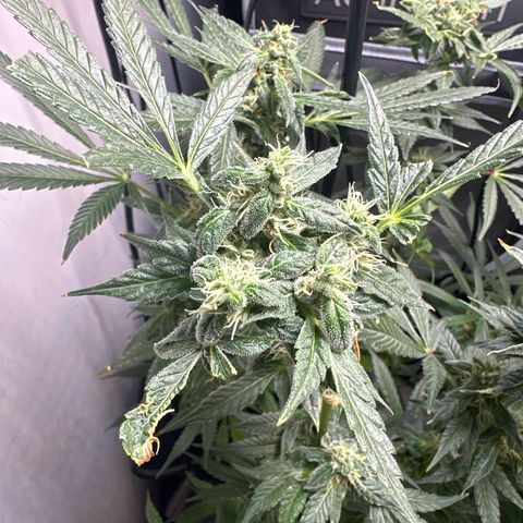 Fuegisima #5 growlog timeline photo