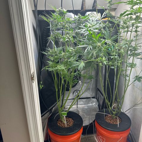 Fuegisima #5 growlog timeline photo