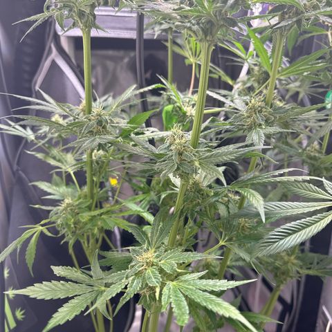 Fuegisima #5 growlog timeline photo