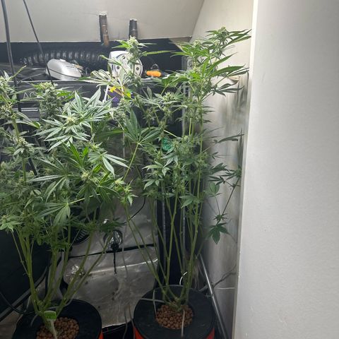 Fuegisima #6 growlog timeline photo