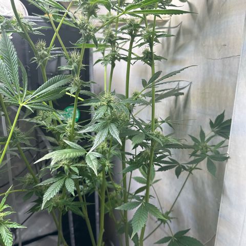 Fuegisima #6 growlog timeline photo