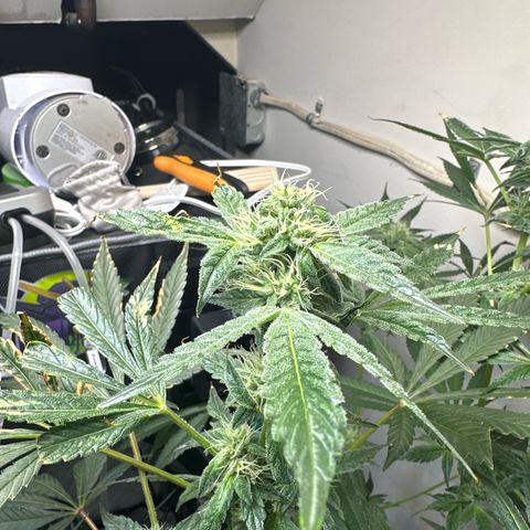 Fuegisima #6 growlog timeline photo
