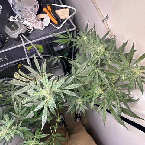 Fuegisima #6 growlog timeline photo
