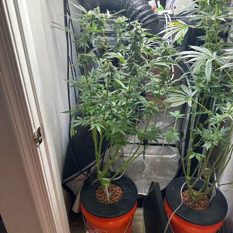 Fuegisima #5 growlog timeline photo