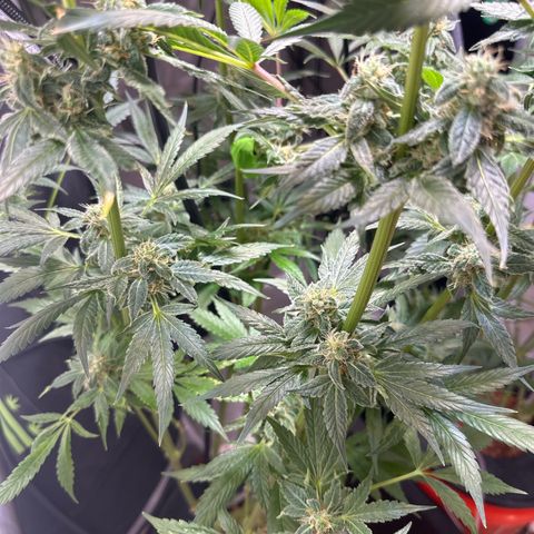 Fuegisima #5 growlog timeline photo