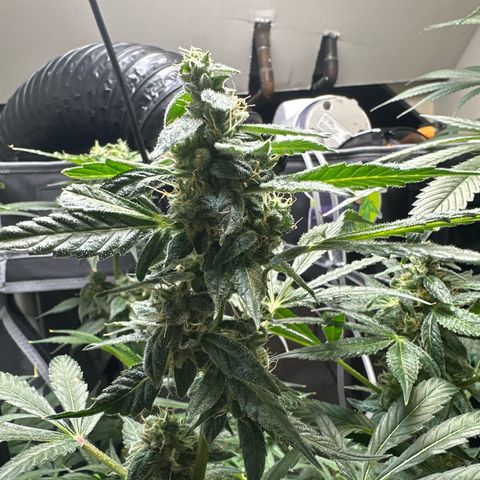 Fuegisima #5 growlog timeline photo