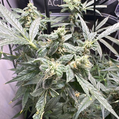 Fuegisima #5 growlog timeline photo