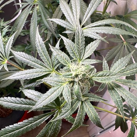 Fuegisima #6 growlog timeline photo