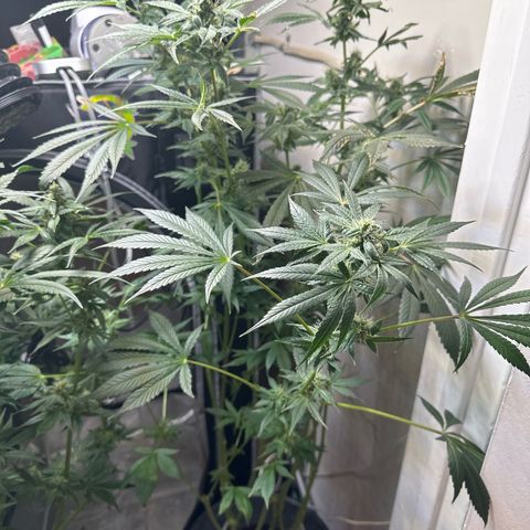 Fuegisima #6 growlog timeline photo