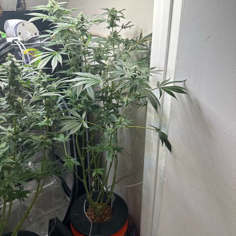 Fuegisima #6 growlog timeline photo