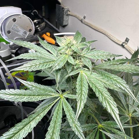 Fuegisima #6 growlog timeline photo