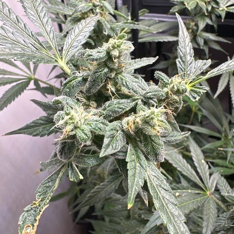 Fuegisima #5 growlog timeline photo