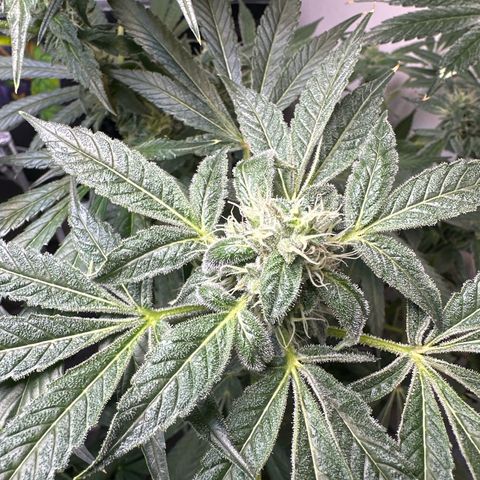 Fuegisima #6 growlog timeline photo