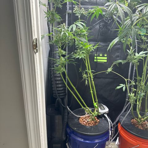 Fuegisima #5 growlog timeline photo