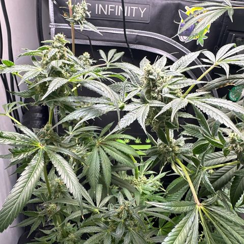 Fuegisima #5 growlog timeline photo
