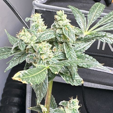 Fuegisima #5 growlog timeline photo