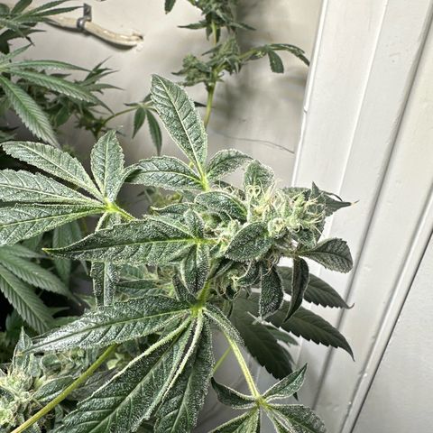 Fuegisima #6 growlog timeline photo