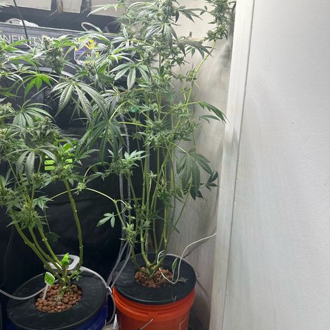 Fuegisima #6 growlog timeline photo