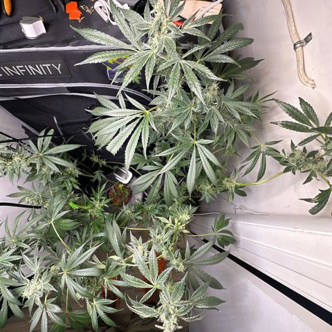 Fuegisima #6 growlog timeline photo