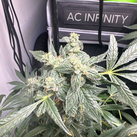 Fuegisima #5 growlog timeline photo