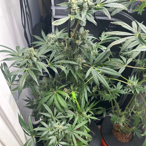 Fuegisima #5 growlog timeline photo