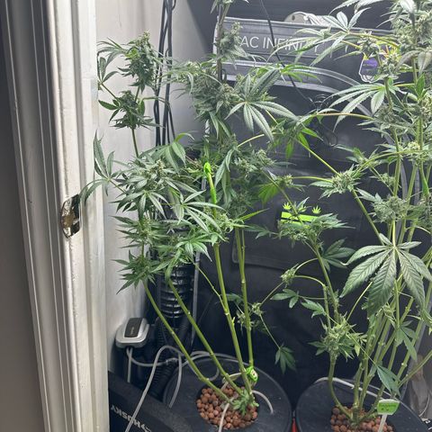 Fuegisima #5 growlog timeline photo