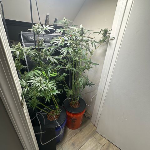 Fuegisima #6 growlog timeline photo