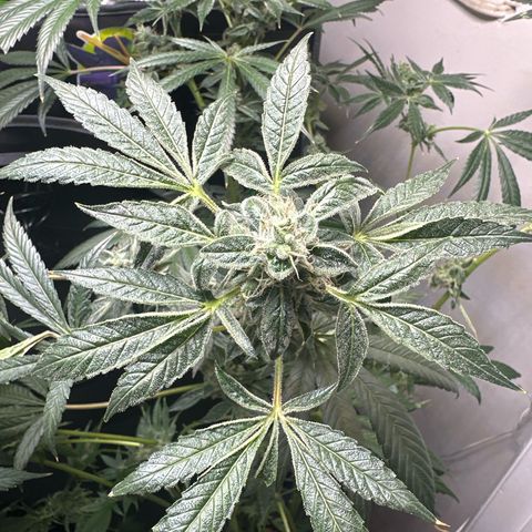 Fuegisima #6 growlog timeline photo