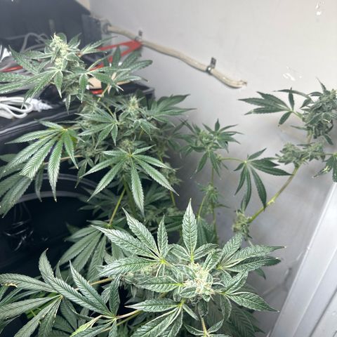 Fuegisima #6 growlog timeline photo