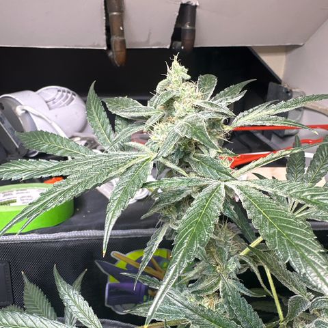Fuegisima #6 growlog timeline photo