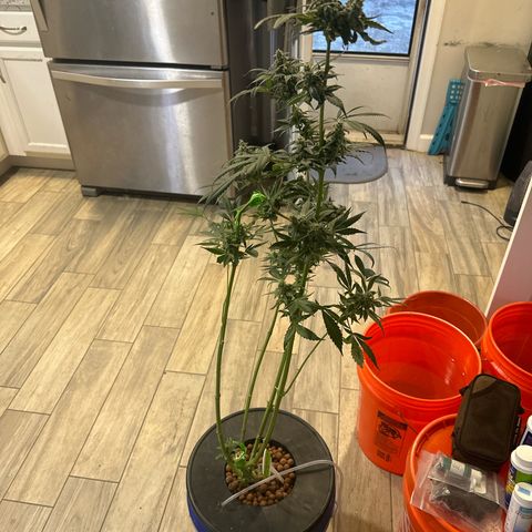 Fuegisima #5 growlog photo: Harvest Day