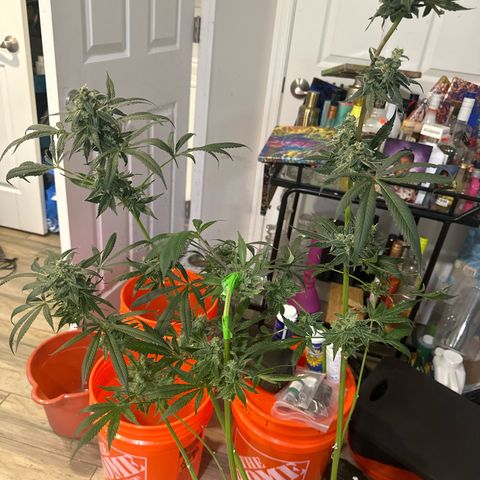 Fuegisima #5 growlog photo: Harvest Day