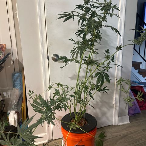 Fuegisima #6 growlog timeline photo