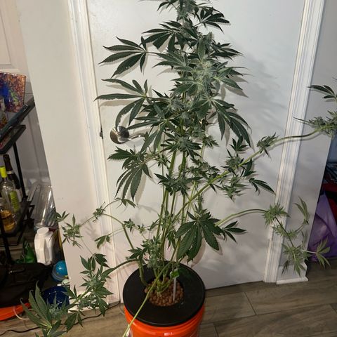 Fuegisima #6 growlog timeline photo