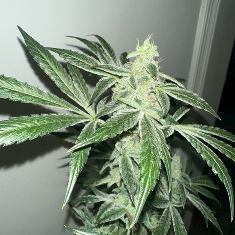 Fuegisima #6 growlog timeline photo