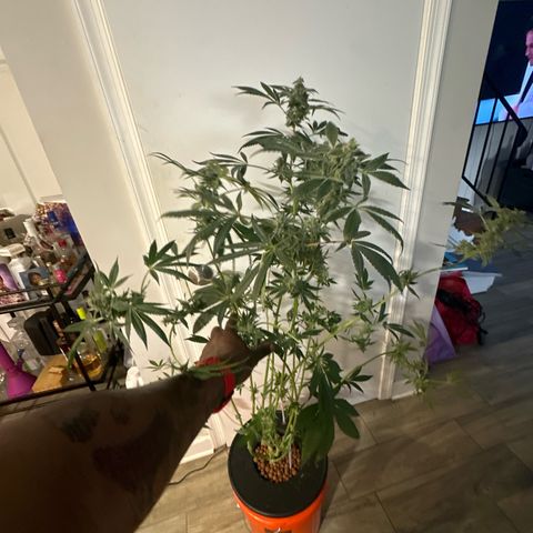 Fuegisima #6 growlog timeline photo