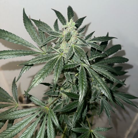 Fuegisima #6 growlog timeline photo