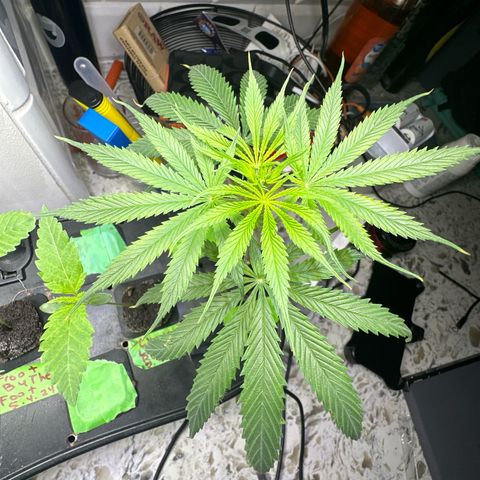 Unknown strain growlog timeline photo