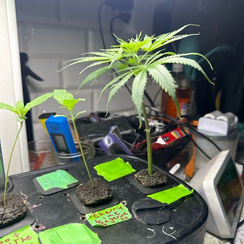 Unknown strain growlog timeline photo