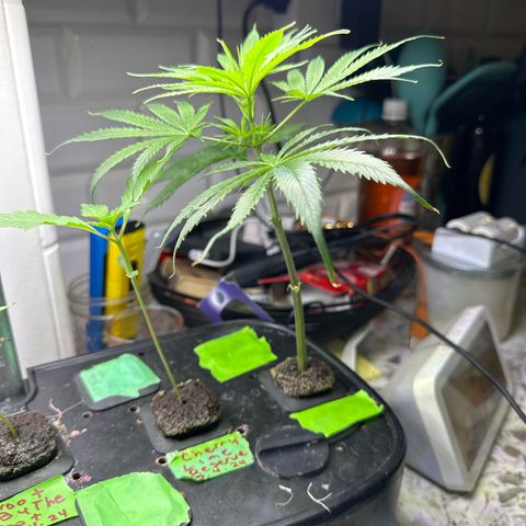 Unknown strain growlog timeline photo