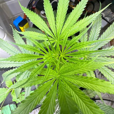 Unknown strain growlog timeline photo