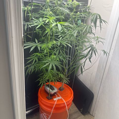 Unknown strain growlog timeline photo