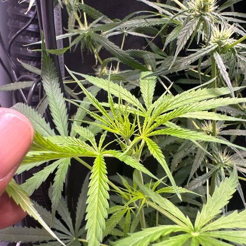 Unknown strain growlog timeline photo