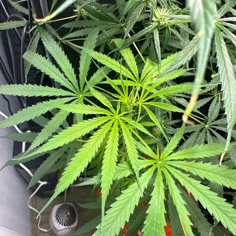 Unknown strain growlog timeline photo