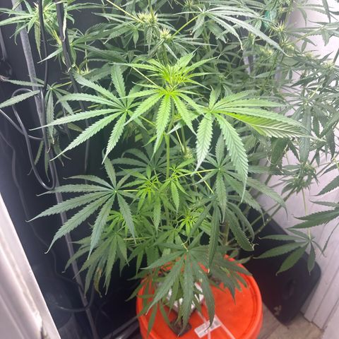 Unknown strain growlog timeline photo